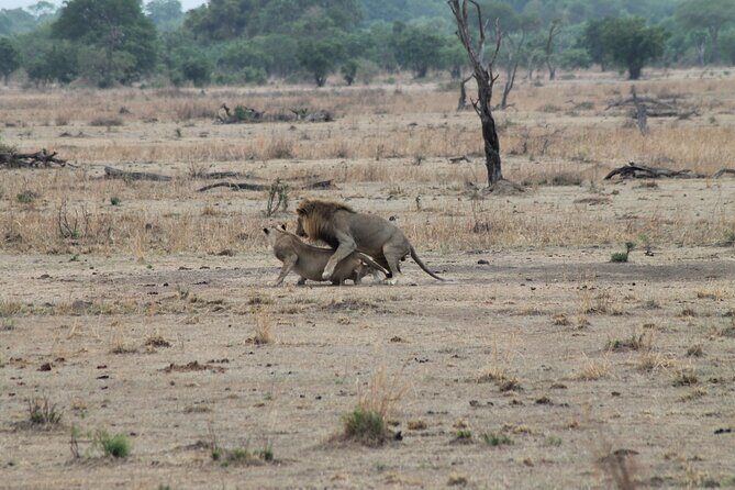 2-Day Private Mikumi National Park Tour with Pickup - In-Depth Review of the 2-Day Mikumi Safari