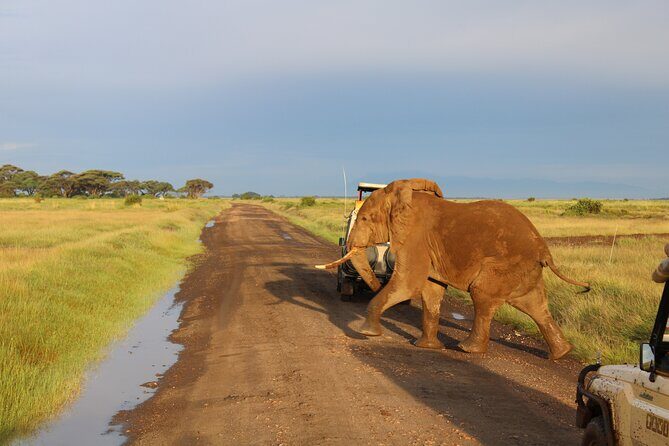 2-Day Private Safari to Amboseli National Park - Who Should Consider This Safari?