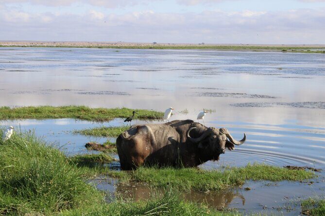 2-Day Private Safari to Amboseli National Park - Final Thoughts