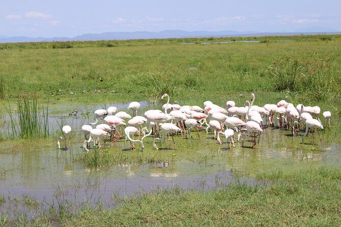 2-Day Private Safari to Amboseli National Park - Frequently Asked Questions