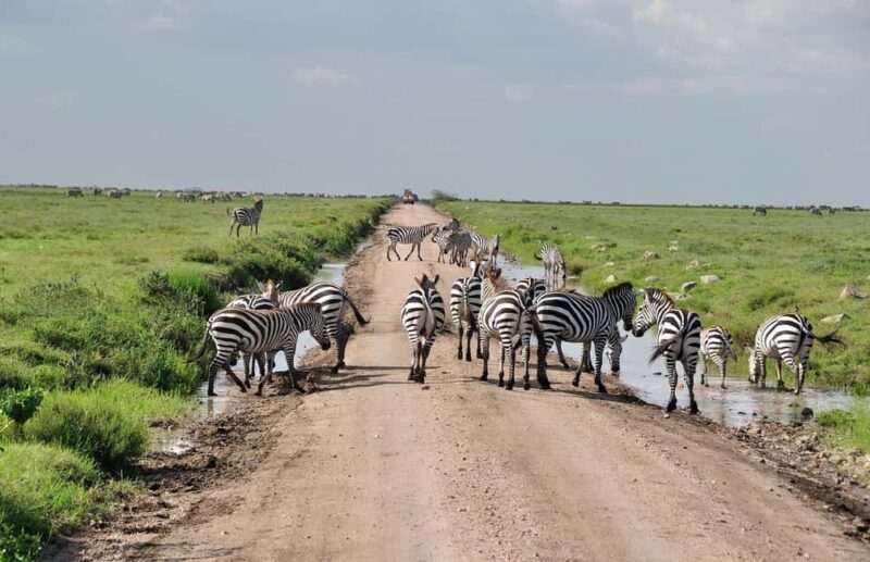 2 Day Private Tarangire and Ngorongoro Crater Safari - The Experience of Wildlife and Landscape