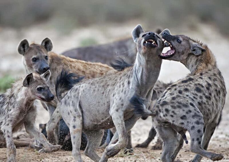 2 Day Private Tarangire and Ngorongoro Crater Safari - Practical Details and Tips