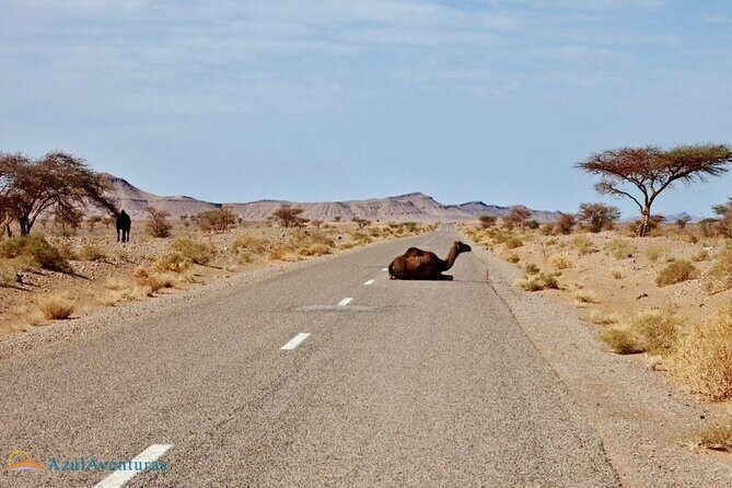 2-Day Private Tour from Marrakech to the Sahara Desert and Camel trek - The Details of the Journey: What to Expect