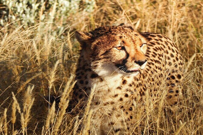 2-Day Private Tour in Masai Mara with Pick Up - Key Points