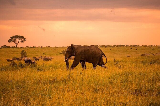 2-Day Private Tour in Masai Mara with Pick Up - What Makes This Tour Stand Out?