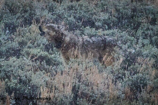 2-Day Private Tour in Yellowstone(Lower and Upper Loops w Iconic Sites) w Lunch - A Deep Dive into the Yellowstone Experience