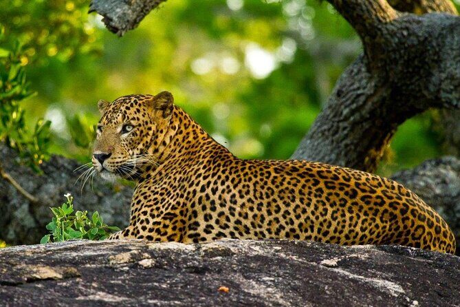 2 Day Private Tour of Yala wild Safari & Galle Sightseeing - All Inclusive - Exploring the Itinerary in Detail