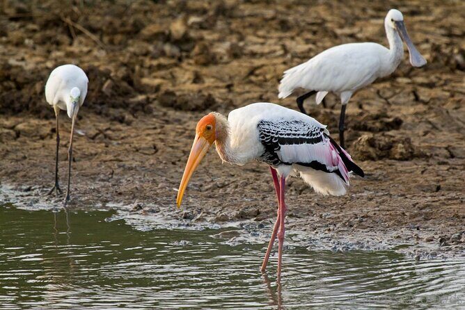 2 Day Private Tour of Yala wild Safari & Galle Sightseeing - All Inclusive - Who Is This Tour Best For?
