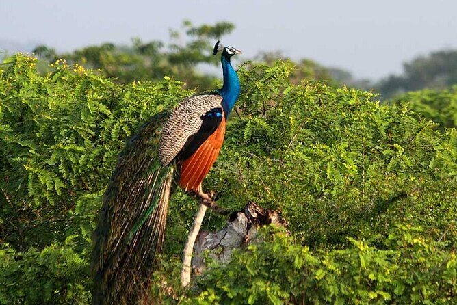 2 Day Private Tour of Yala wild Safari & Galle Sightseeing - All Inclusive - FAQs