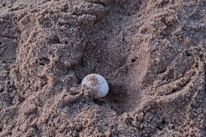 2-day Private Tour to Ras Al Hadd - Practical Details and Value