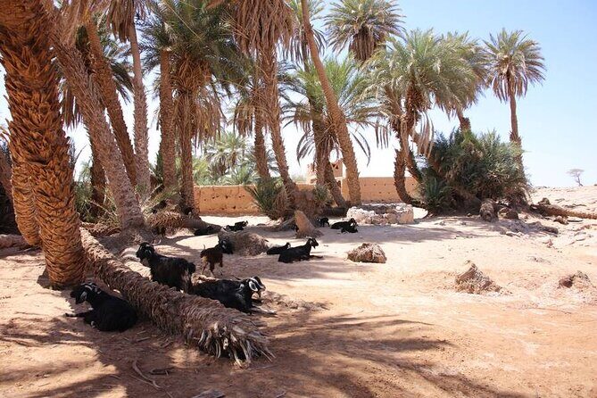 2-Day Private Tour to the Heart of the Chegaga Dunes - What Makes This Tour Special?