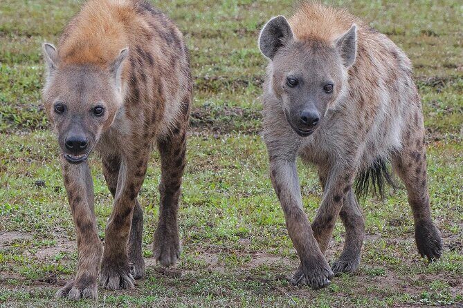 2-Day Private Tour Tsavo East and West from Diani Beach - Starting from Diani Beach: Comfort and Convenience
