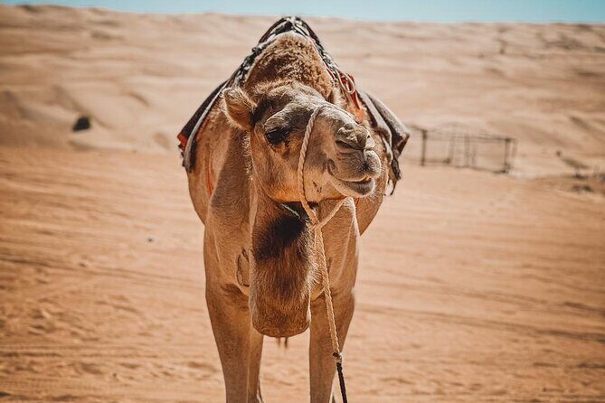 2-Day Private Wahiba Sands Desert Camping Tour from Muscat - FAQ: Practical Questions Answered