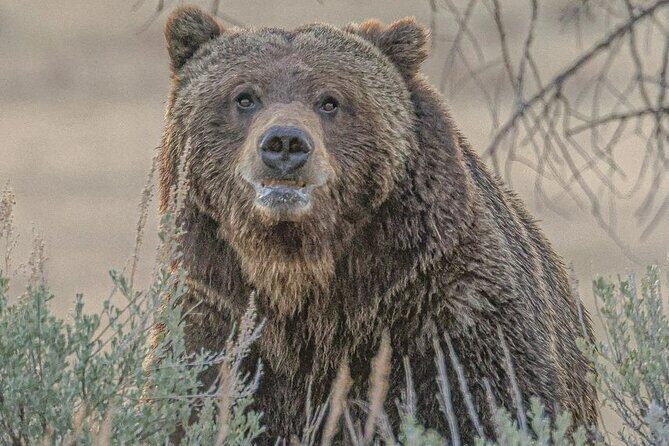 2-Day Private Yellowstone Tour(Lower and Upper Loops w Iconic Sites) w Lunch - Who Will Love This Experience