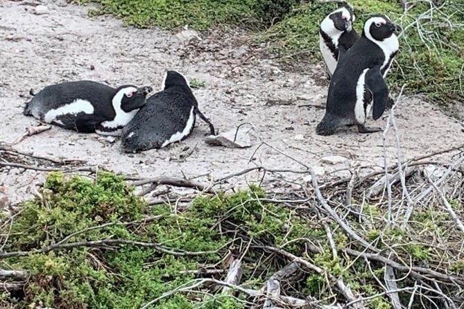 2 Day Safari Experience from Cape Town - Key Points