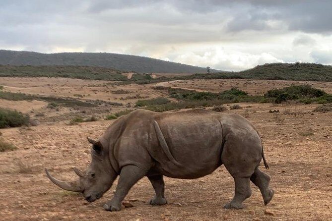 2 Day Safari Experience from Cape Town - Practical Tips