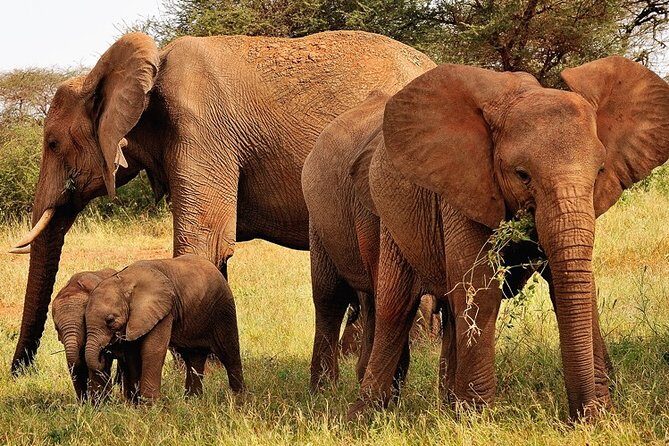 2-Day Safari in Taita Hills from Mombasa - Transport and Group Size