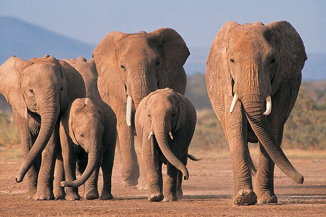 2 Day Safari Isimangaliso Wetland Park & Hluhluwe Imfolozi from Durban - Day 2: Hluhluwe Imfolozi Game Reserve – Home of the Big Five
