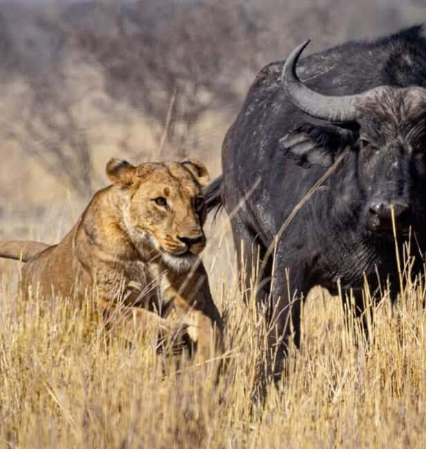 2-Day Safari Nyerere National Park from Zanzibar - An Overview of the Safari Experience