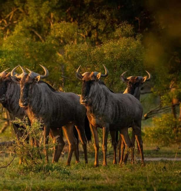 2-Day Safari Nyerere National Park from Zanzibar - The Experience on the Ground