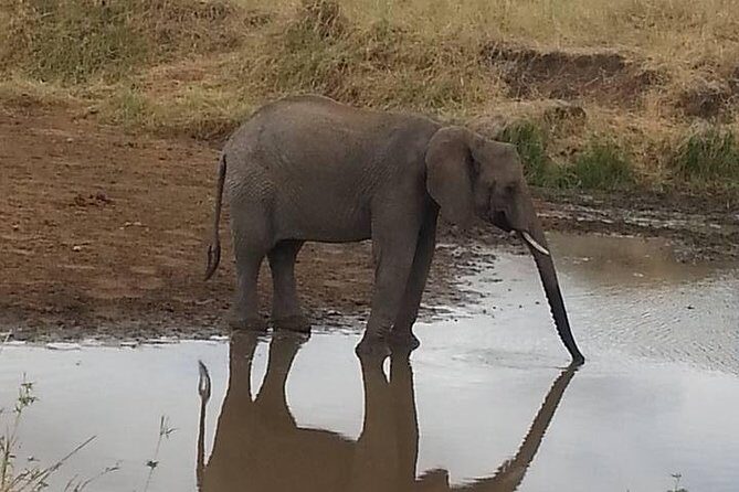 2 Day safari to Mikumi departure from Zanzibar - Who Should Consider This Safari?