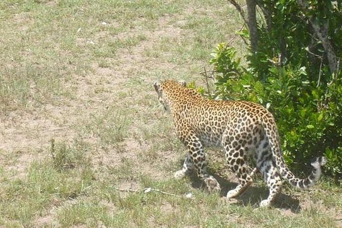 2 Day safari to Mikumi departure from Zanzibar - The Sum Up