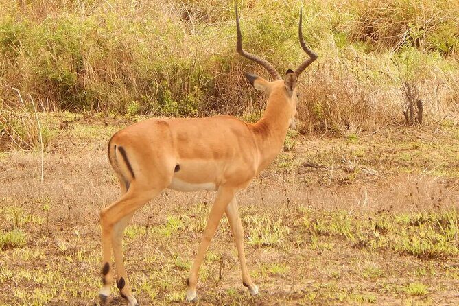 2 Day Safari To Mikumi National Park + transfers from Dar Es Salam - What Travelers Say About This Experience