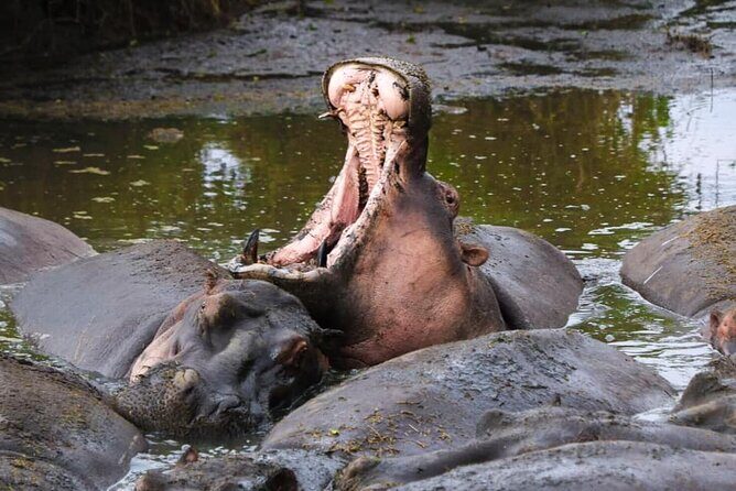 2-Day Safari Tour to Tarangire & Ngorongoro Crater (Mid-range) - The Guide and Wildlife Encounters