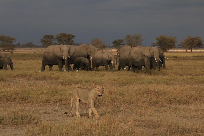 2-Day Safari Tour to Tarangire & Ngorongoro Crater (Mid-range) - Value and Pricing Analysis