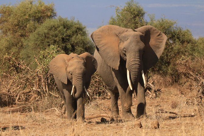 2-Day Safari Tour to Tarangire & Ngorongoro Crater (Mid-range) - Authentic Experiences and What You’ll Take Away