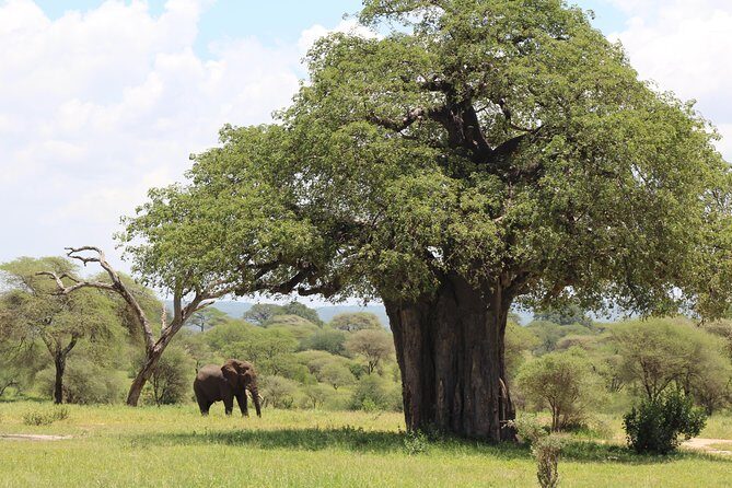 2-Day Safari Tour to Tarangire & Ngorongoro Crater (Mid-range) - Who Should Consider This Safari?