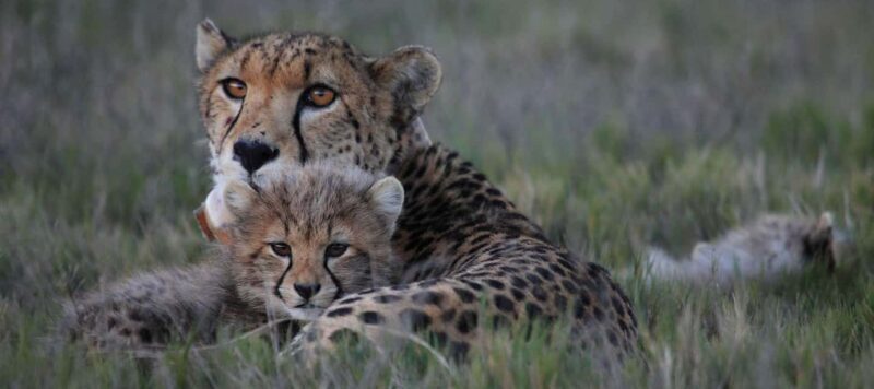 2-Day Safari with Big 5 Game Drives, at amazing 4-Star Lodge - What to Expect from the Experience