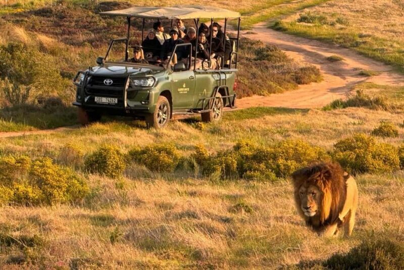 2-Day Safari with Big 5 Game Drives, at amazing 4-Star Lodge - Who Is This Tour Best For?