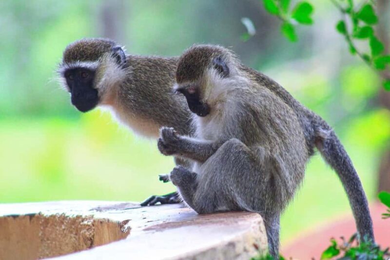 2-Day Selous Game Reserve Car & Boat Safari - A Quick Introduction