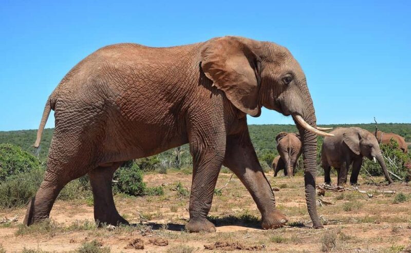 2-Day Selous Game Reserve Car & Boat Safari - What Makes This Safari Stand Out?