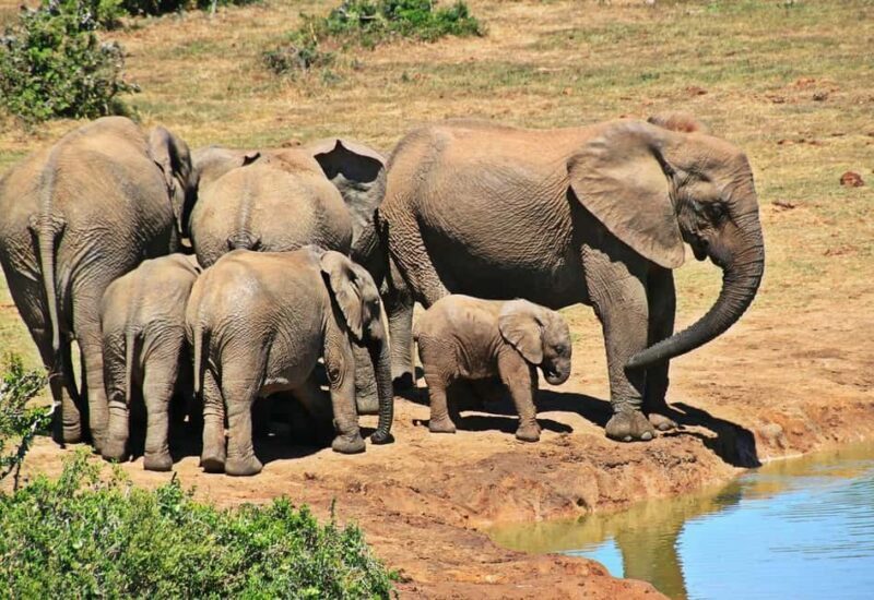 2-Day Selous Game Reserve Car & Boat Safari - Practical Details and Tips