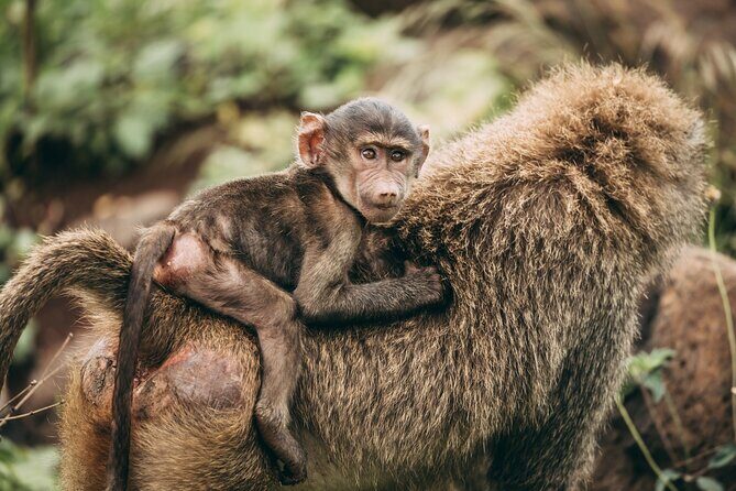 2-Day Selous Game Reserve Tour from Zanzibar - An In-Depth Look at the 2-Day Selous Tour