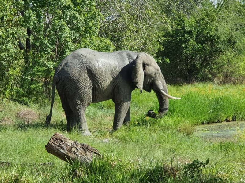 2 Day Selous wildlife view + Boat + Bushman walking safaris - An In-Depth Look at the Tour Experience