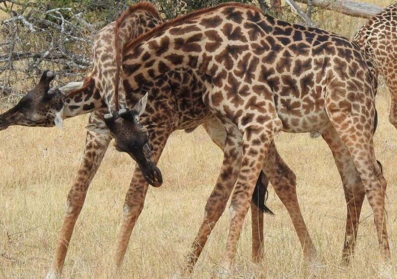2-Day Serengeti Tour from Mwanza City - Key Points