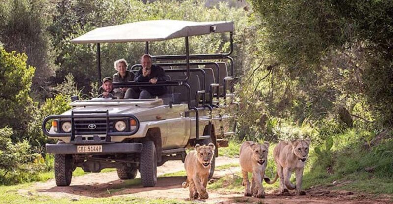 2 Day Small Group Cape Town: Garden Route Big 5 Safari Tour - Key Points