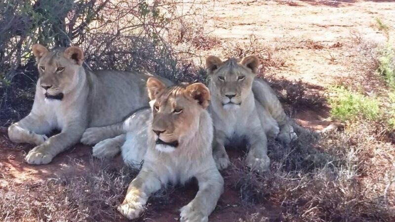 2 Day Small Group Cape Town: Garden Route Big 5 Safari Tour - What’s Included and What to Consider