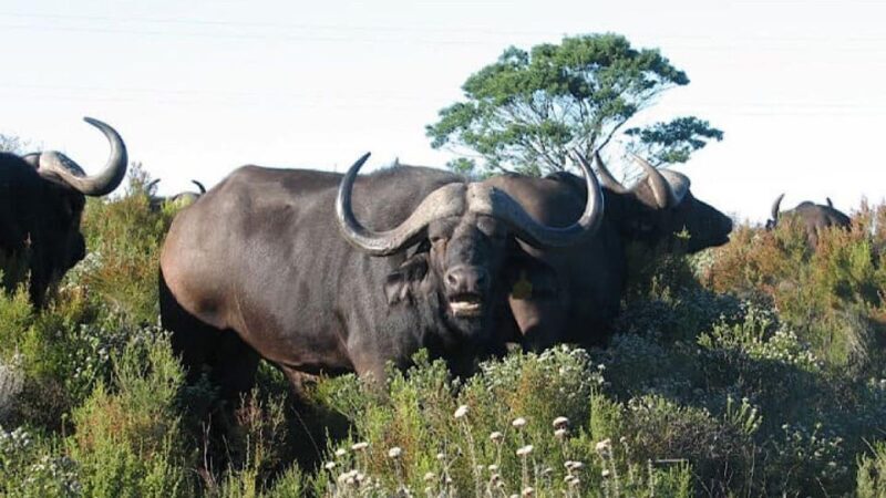 2 Day Small Group Cape Town: Garden Route Big 5 Safari Tour - Authenticity and Traveler Feedback