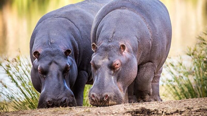 2 Day Small Group Cape Town: Garden Route Big 5 Safari Tour - Final Thoughts: Who Is This Tour Best For?