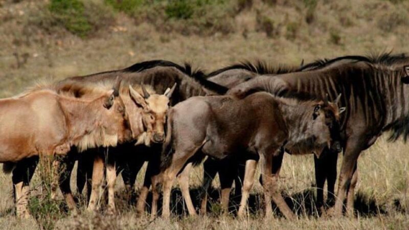 2 Day Small Group Cape Town: Garden Route Big 5 Safari Tour - FAQ