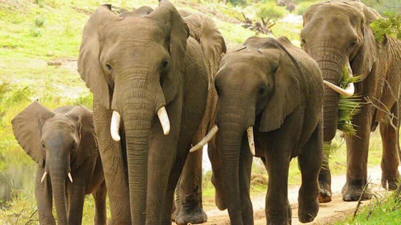 2 Day Small Group Cape Town: Garden Route Big 5 Safari Tour - The Sum Up