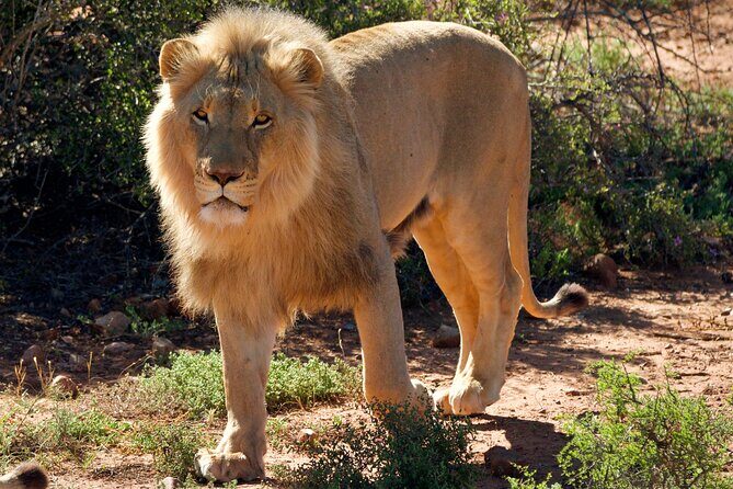 2 Day Small Group Garden Route Big 5 Safari Tour from Cape Town - Who Should Consider This Tour?