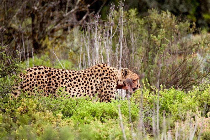2 Day Small Group Garden Route Big 5 Safari Tour from Cape Town - FAQ
