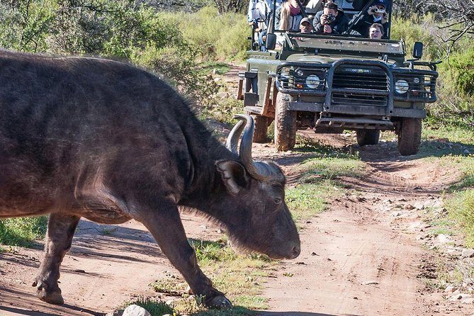 2 Day South African Wildlife Tour with 4x4 Safari from Cape Town - Perfect For