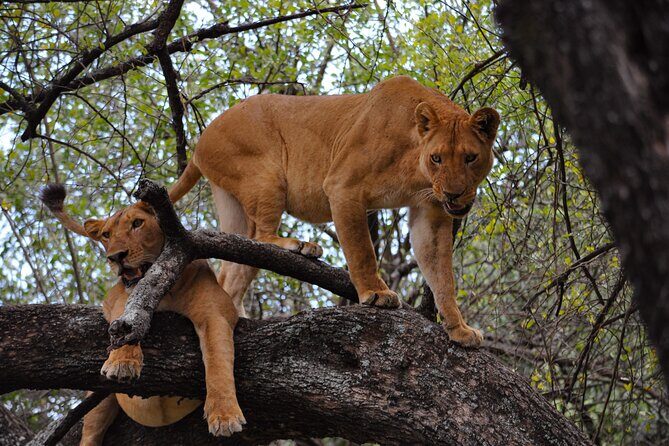 2-Day Sublime Safari to Tarangire and Ngorongoro Safari - Exploring the Itinerary: What to Expect