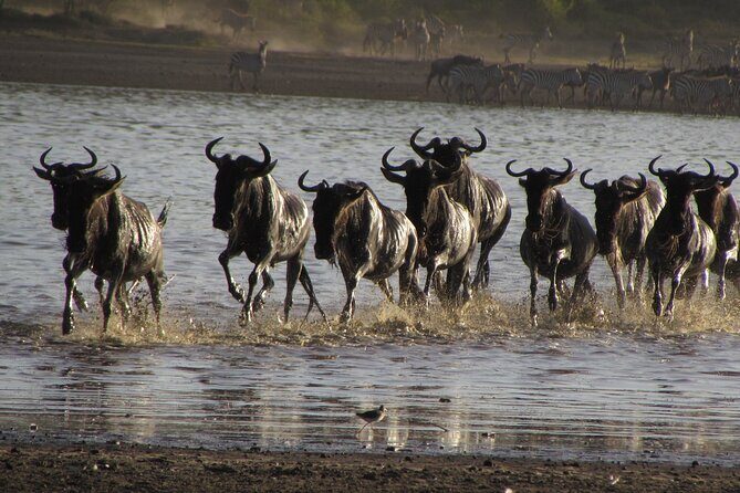 2-Day Sublime Safari to Tarangire and Ngorongoro Safari - Practical Tips for Travelers